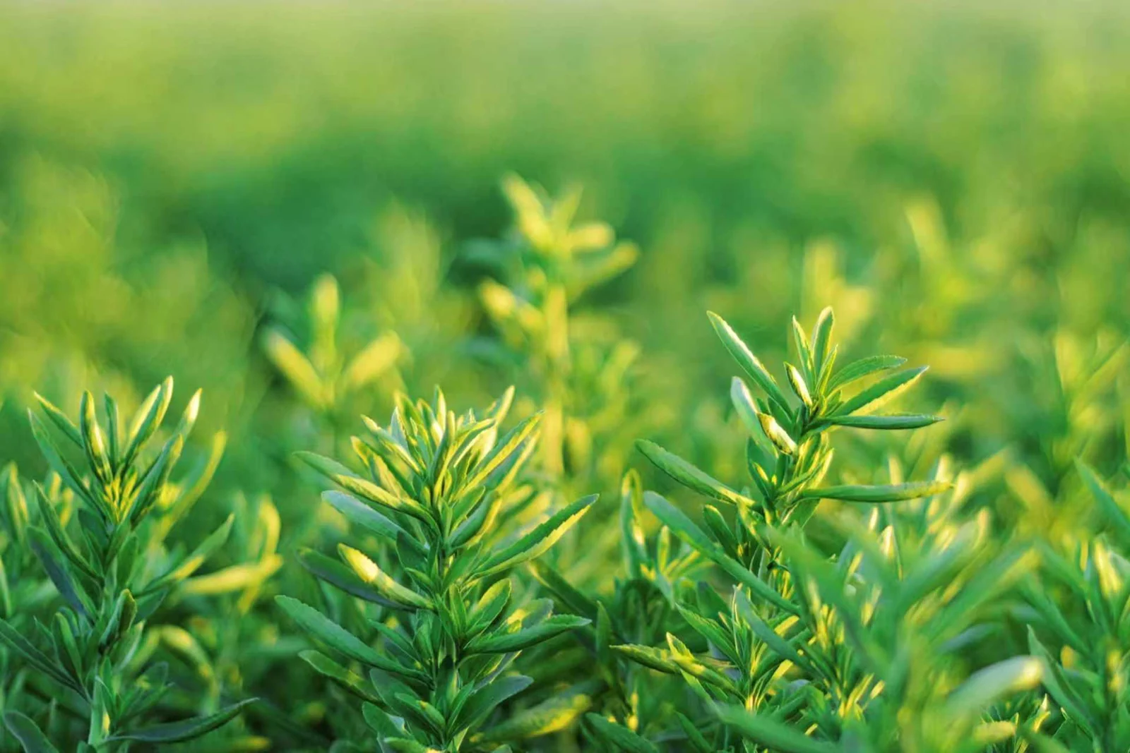 Stevia plants in soft sunlight