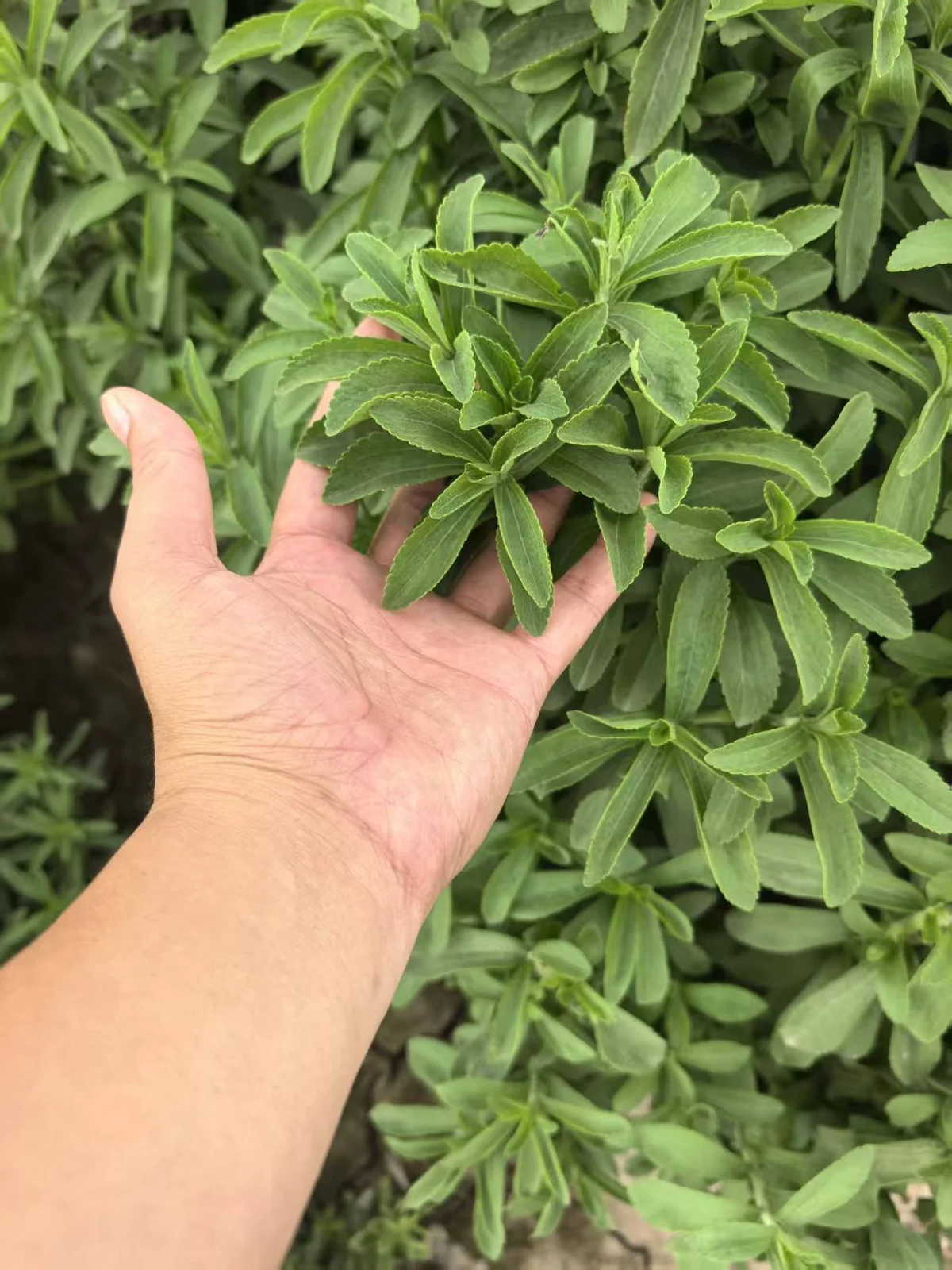 Fresh stevia leaves held by hand