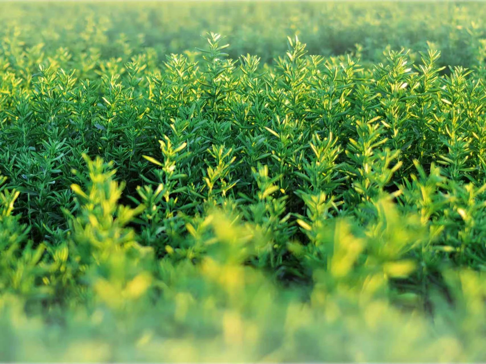Stevia field close-up