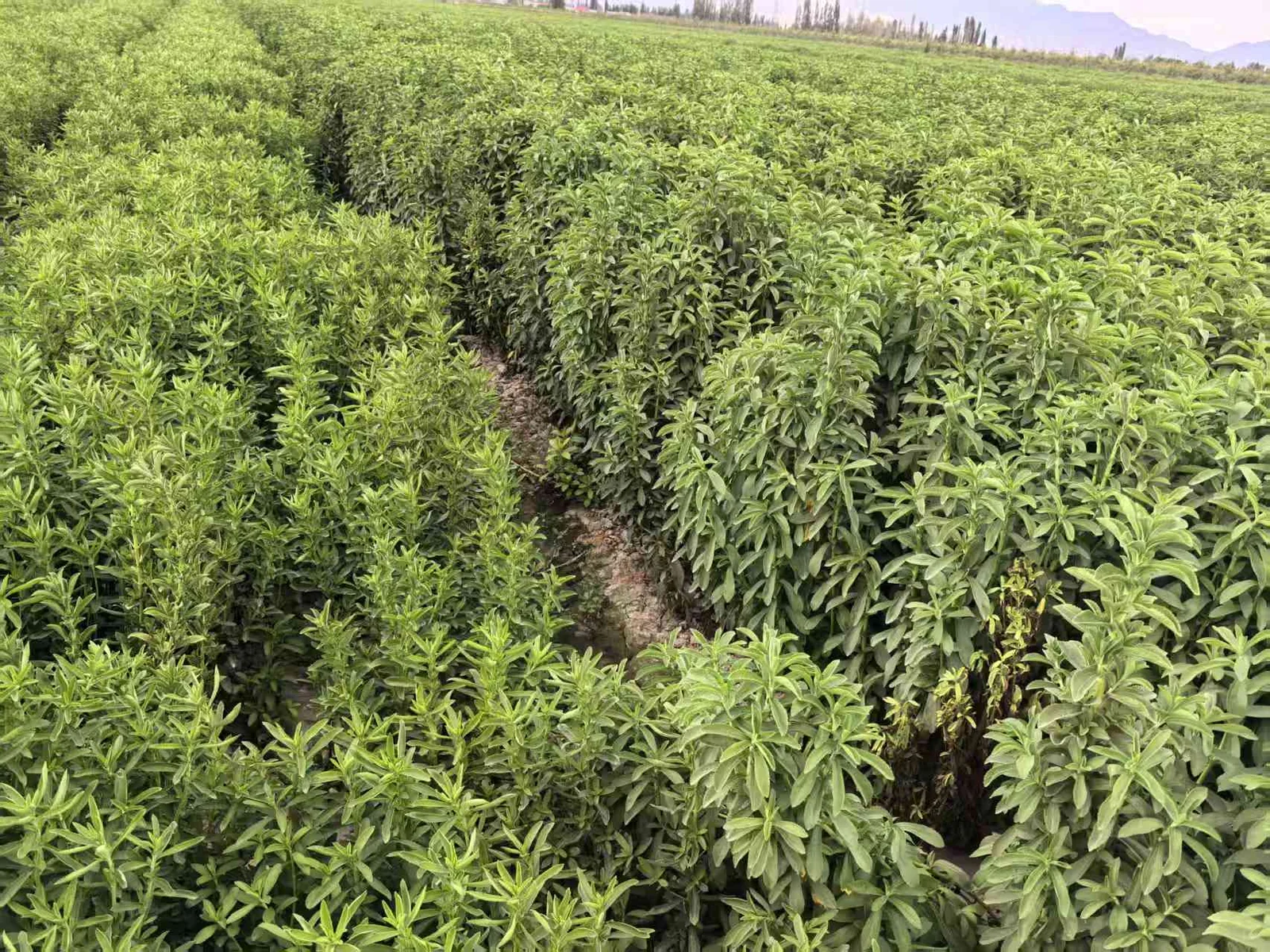 Stevia growing field